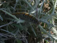 Spinners [Lasiocampidae]